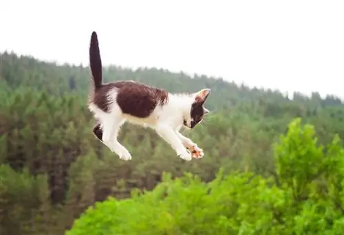 Cat Falling