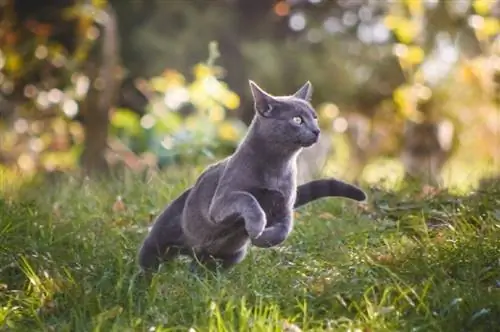 gato ruso azul corriendo en la naturaleza