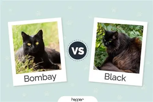 Bombay Cat vs. Black Cat: Visuele verskille & Oorsig (Met prente)