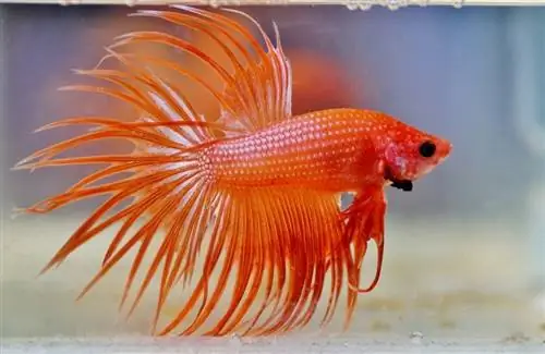 Comment élever des poissons Betta: Guide expert de A à Z (avec photo)