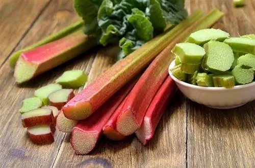 Rhubarb