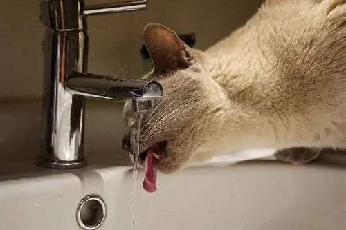 Katze trinkt Leitungswasser aus dem Wasserhahn