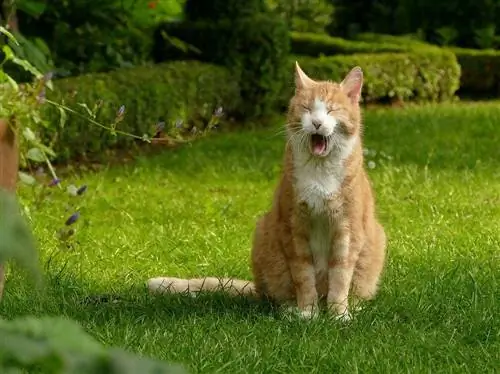 Hvordan man fortæller, om en kat kvæler (og hvad man skal gøre)