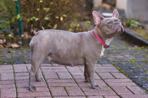 Lilac francuski buldog (Isabella Frenchie): informacije, slike, osobine & činjenice