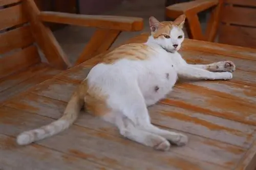 uma gata grávida deitada na mesa de madeira