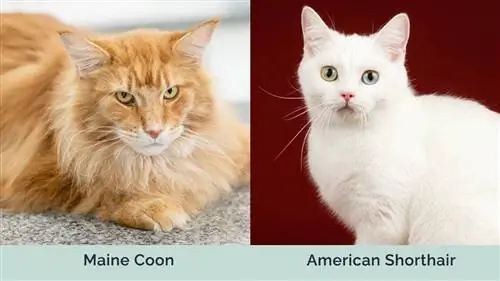 Maine Coon vs American Shorthair جنبًا إلى جنب