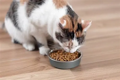 Katten spiser fra en bolle med tørrfôr