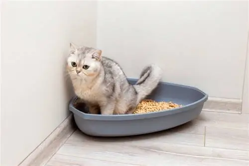 british cat sa loob ng litter box