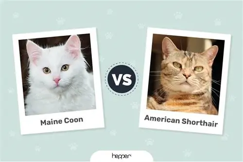 Maine Coon versus Amerikaanse korthaar: de verschillen (met afbeeldingen)