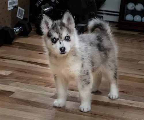 Pomsky