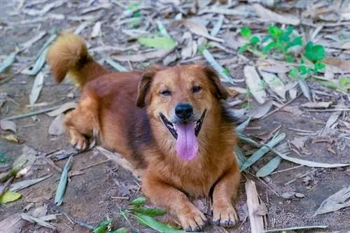 Chó tha mồi vàng Corgi hỗn hợp