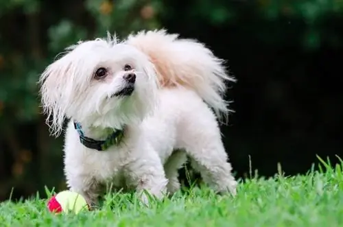 Portrett av m altipoo-hund som leker med ball i feltet