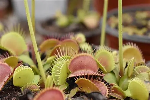 Flytraps