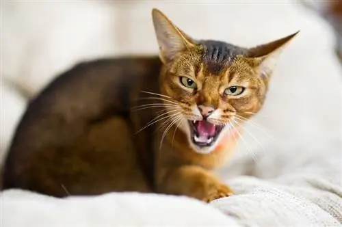 Desis kucing abyssinian