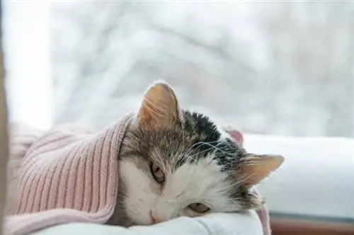 gato doente coberto de cobertor fica na janela no inverno