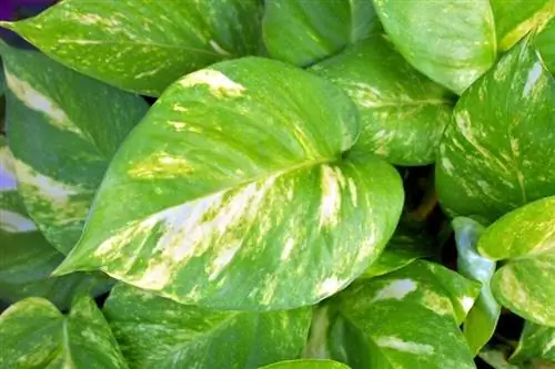 foglie della pianta di pothos