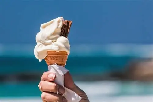 Maaari bang Kumain ng Ice Cream ang Pusa? Anong kailangan mong malaman