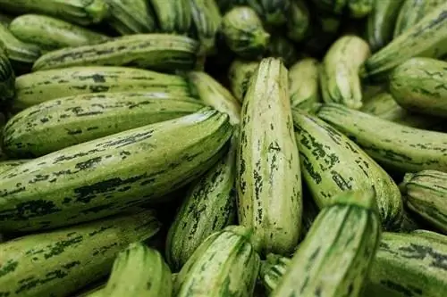 Je, Paka Wanaweza Kula Zucchini? Faida Zinazowezekana za Afya