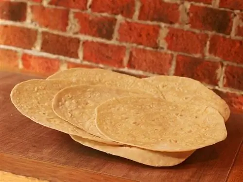 Können Katzen Tortillas essen? Was du wissen musst