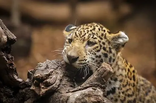 jaguar ısırığı