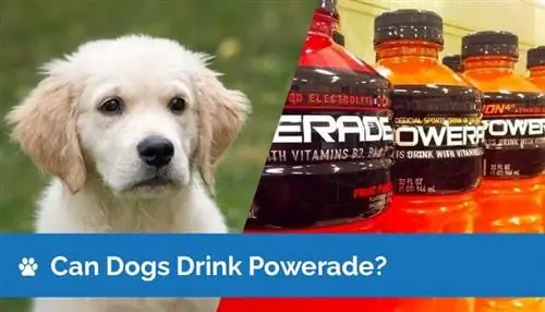 Vai suņi var dzert Powerade? Vai Powerade ir drošs suņiem?