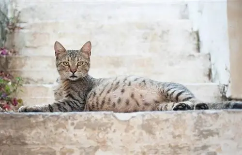 μια έγκυος τιγρέ γάτα ξαπλωμένη στη σκάλα