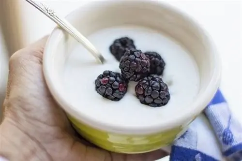 Yoghurt dalam mangkuk hijau