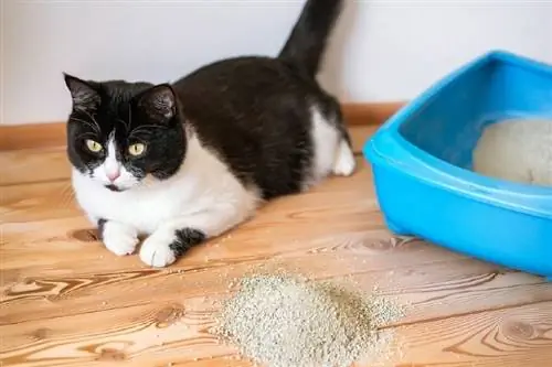 gato acostado junto a la caja de arena_Shutterstock_Tanya Plotnikova