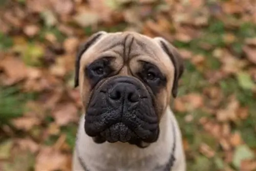 100+ ชื่อ Bullmastiff: แนวคิดสำหรับสุนัขขนาดใหญ่ & สุนัขที่อ่อนโยน