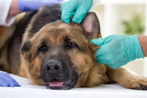 veterinário verifica a saúde do cão pastor alemão