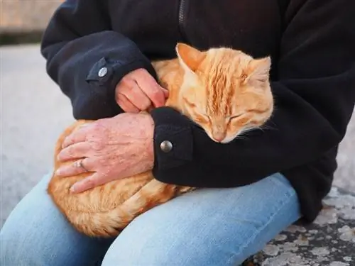 Orangefarbene Katze schläft auf dem Schoß des Besitzers