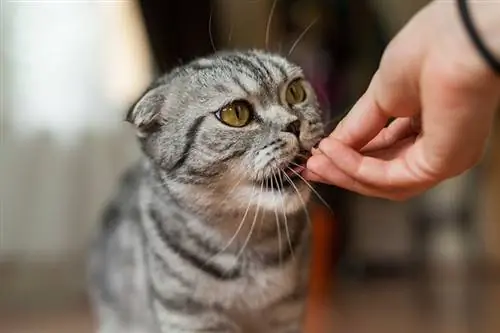 Eine getigerte Katze wird von Hand mit einem Katzenleckerli gefüttert