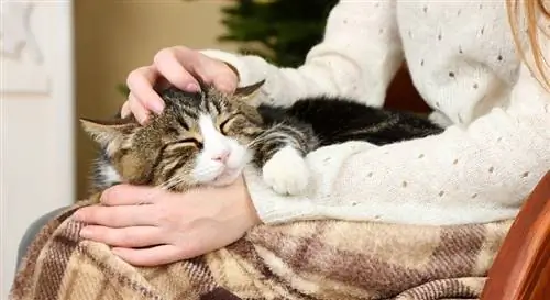 gatto soriano che dorme sulle ginocchia del proprietario