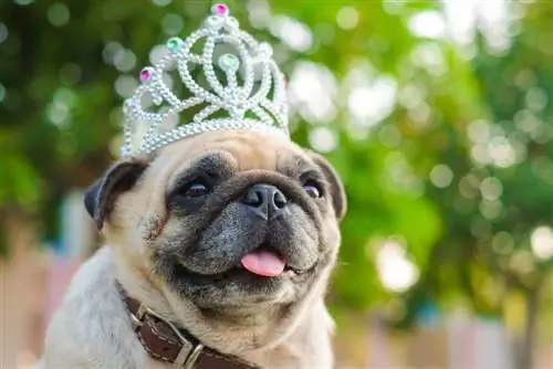 Pug somiador amb corona