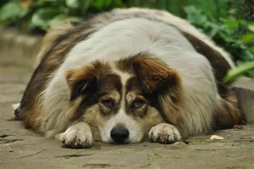 cachorro gordo deitado no chão