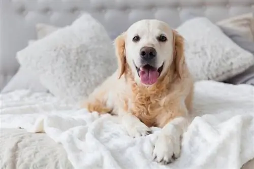 golden retriever na cama