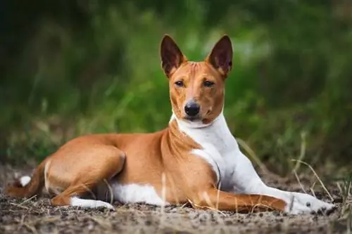 Basenji ulkona