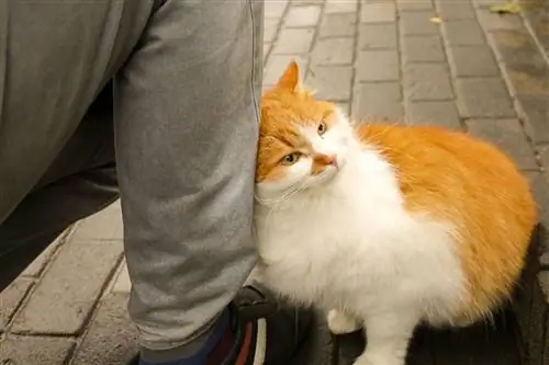 hinihimas ng pusa ang mukha sa binti ng lalaki