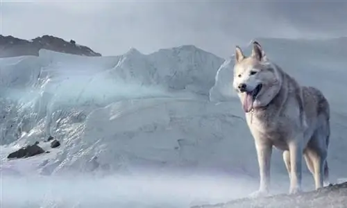 Witte wolfachtige hond husky gletsjer Alaska