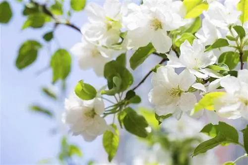 begonias blancas