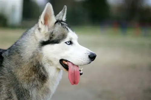 Siberische Husky steekt zijn tong uit