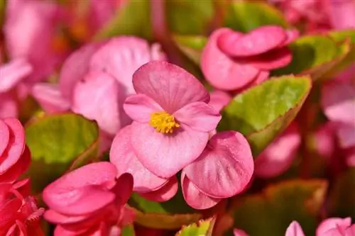 roze begonia's close-up