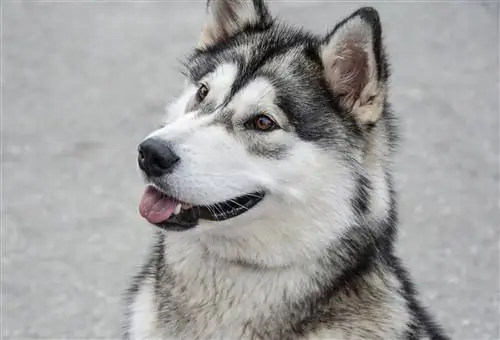 Malamute de Alaska