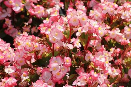 Zijn begonia's giftig voor katten? Gezondheid & Veiligheidsgids