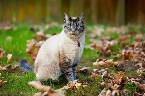 Lynx Point Siamese: Facts, Origin & History (with Pictures)