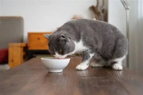 Gato británico de pelo corto comiendo