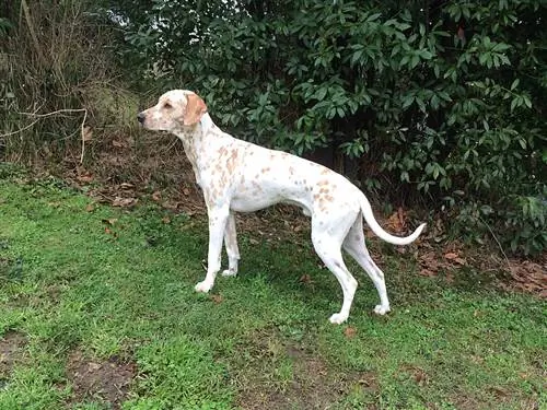 Lemon Dalmatian