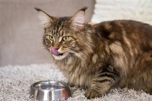 gato maine coon comendo