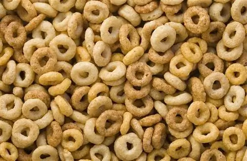 Ali lahko mačke jedo Cheerios? Kaj morate vedeti