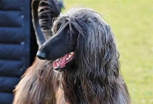 Afghan Hound